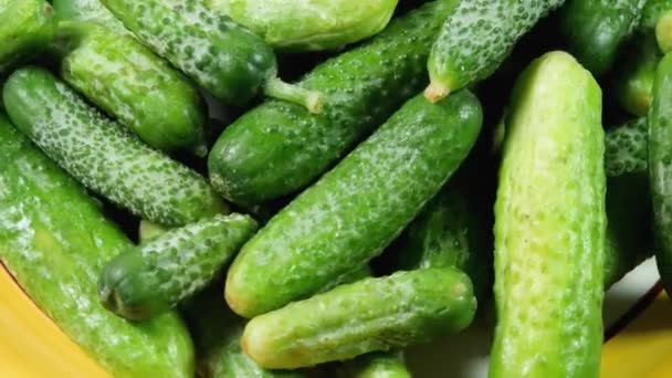 Vers Gewassen Komkommers Augurken Schotel Zwart Oppervlak — Stockvideo