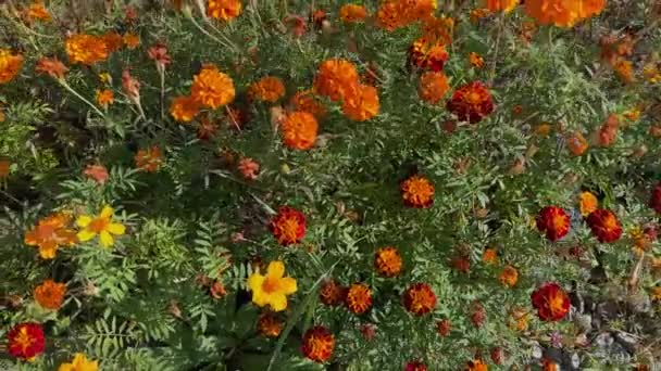 Krzewy Nagietka Francuskiego Pomarańczowymi Czerwonymi Kwiatami — Wideo stockowe