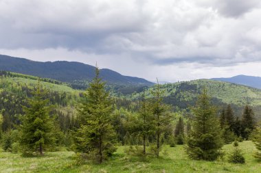 Uzak dağ sırtlarına ve bulutlu gökyüzüne karşı ön planda genç çayırları olan dağ çayırı.