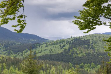 Karpat Dağları 'nda, bulutlu gökyüzüne karşı kayın dallarıyla dağ sırtları ve uzak karlı zirveler.