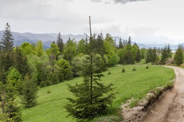 Genç ladin, toprak yolun yanındaki bir dağ çayırında yetişiyor uzak dağ sırtlarının arka planında ve Karpat Dağları 'ndaki ilkbaharda bulutlu gökyüzünde.
