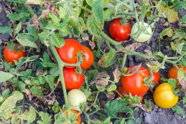 Olgun ve olgunlaşmamış kırmızı, sarı ve yeşil domatesler. Domates saplarıyla kaplı. Bulutlu bir sabah tarlasında.