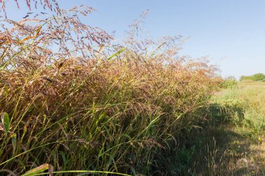 Sudan otlarının bitkileri olgunlaşmış kulaklarla yazın sabah vakti bir tarlada.