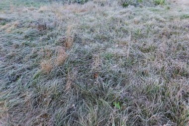 Çayırların bir kısmı farklı otlarla kaplıydı. Sonbahar sabahı kırağı kaplamıştı. Seçici bir odak noktası vardı.
