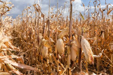 Rüzgarlı bir günde bulutlu gökyüzüne karşı kuru bir tarlada olgun kulaklarla mısır.