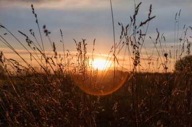 Yüksek kuru gövdelerde kulakları olan yabani otlar batan güneşin arka ışıklarında, seçici odak noktasında yakın çekim