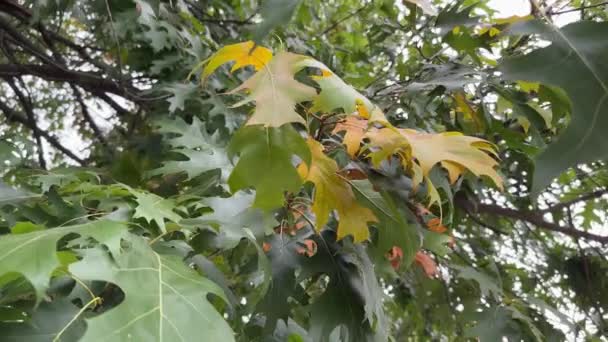 Zweig Aus Roter Eiche Mit Blättern Die Sich Gelb Verfärben — Stockvideo