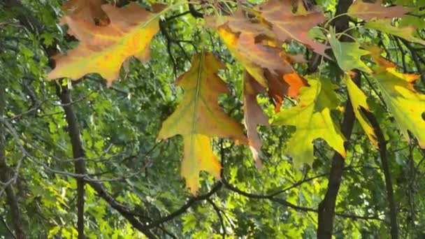 Zweig Aus Roter Eiche Mit Herbstblättern Und Eicheln Großaufnahme — Stockvideo