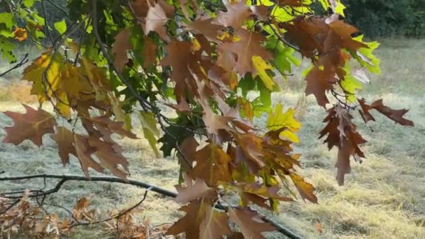 Äste Roter Eichen Mit Herbstblättern Hängen Über Frostigem Rasen — Stockvideo