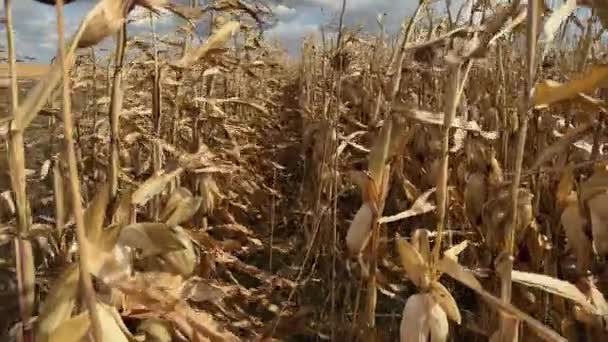 晴れた日の曇りの空に対してフィールド上のトウモロコシを拭く — ストック動画