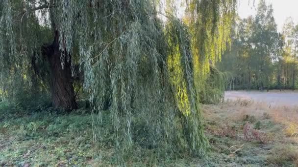 Zweige Alter Weiden Hängen Herbstlichen Morgenlicht Herunter — Stockvideo