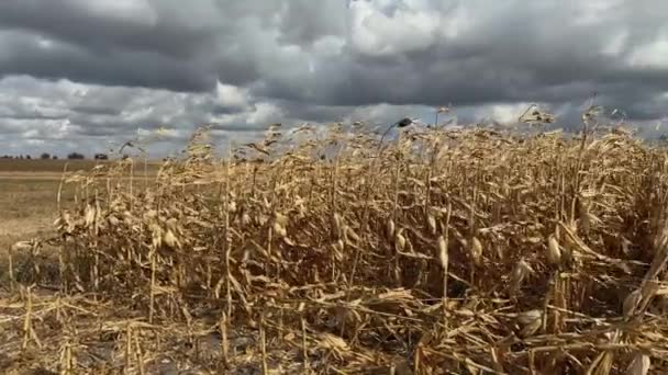 Bidang Jagung Matang Terhadap Langit Mendung Pada Hari Berangin — Stok Video