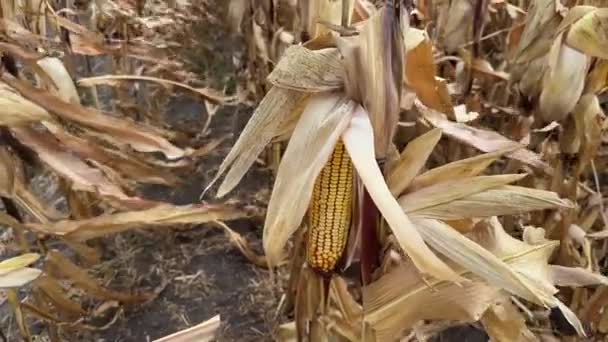 Reife Maisähre Auf Dem Trockenen Stamm Auf Dem Maisfeld — Stockvideo