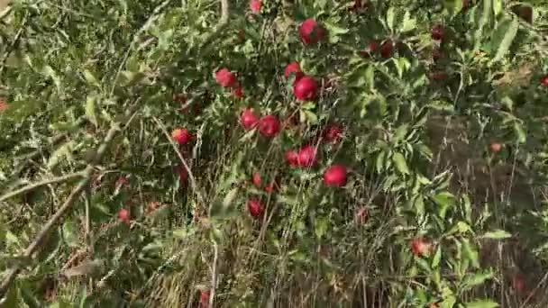 Takken Appelboom Met Rode Appels Tussen Droog Gras — Stockvideo
