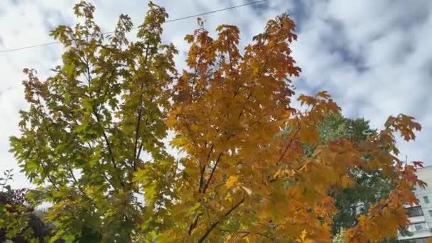 Κορυφή Του Νεαρού Σφενδάμου Φύλλα Του Φθινοπώρου Κατά Συννεφιά — Αρχείο Βίντεο