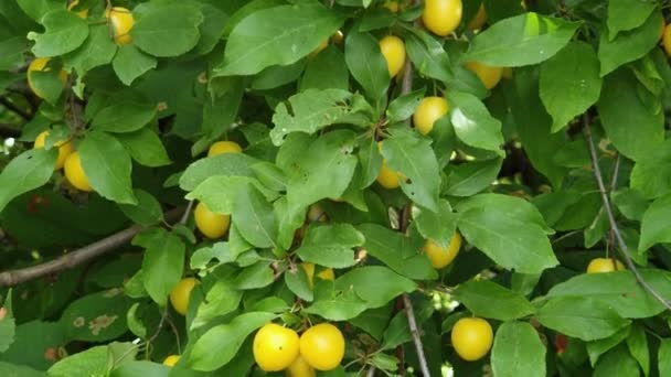 Frutos Amarillos Ciruela Cerezo Ramas Día Nublado — Vídeo de stock