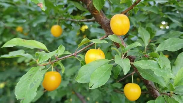 Żółte Owoce Śliwki Wiśniowej Gałęzi Pochmurny Dzień — Wideo stockowe