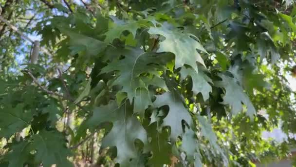 Roter Eichenzweig Mit Grünen Blättern Sonnigem Windigem Tag — Stockvideo