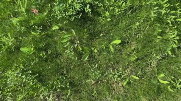 Césped Cubierto Hierba Verde Día Ventoso Soleado — Vídeos de Stock