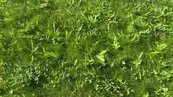 Césped Cubierto Hierba Verde Día Ventoso Soleado — Vídeos de Stock