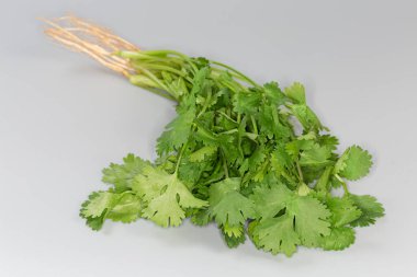 Gri arka planda sapları, yaprakları ve kökleri olan bir grup genç kişniş seçici odak noktasında yakın plan