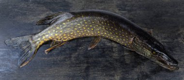 Yeni yakalanmış kuzey turnabalığı, kara bir yüzey üzerinde panoramik bir manzara.