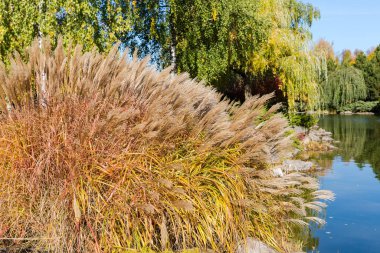 Miscanthus 'un büyük çalıları, sarı saplı süslü otlar ve güneşli bir sonbahar sabahı göl kıyısında panikler.