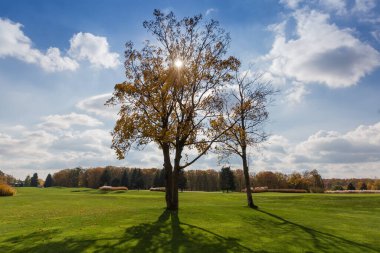 Kısmen düşmüş sonbahar yaprakları olan iki eski akçaağaç uzak orman ve gökyüzünün arka planındaki büyük çimlerin üzerinde ayrı ayrı duruyor.