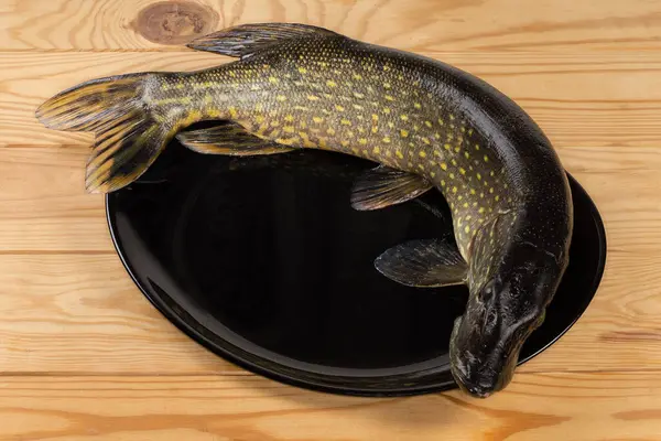 Fresh raw not peeled from scales and not butchered northern pike lying on his belly on the big black dish on the wooden rustic table