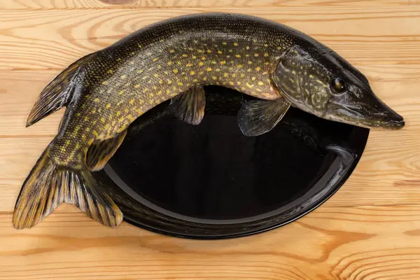 Fresh raw not peeled from scales and not butchered northern pike lying on his belly on the big black dish on the wooden rustic table
