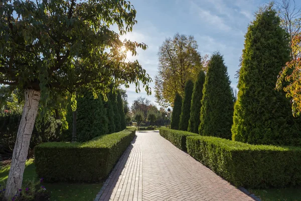 Parkın yolu taşlarla döşenmiş döşeme kiremitleri ve güneşli sonbahar sabahında her iki taraftaki ardıç çitleriyle döşenmiş.