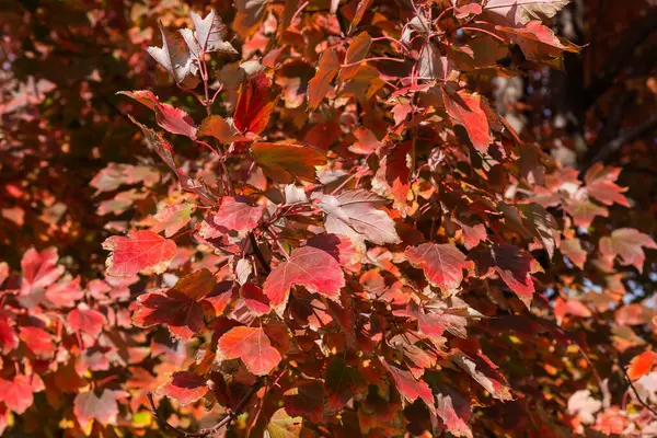 刺槐的枝条 也被称为红枫树 在阳光明媚的日子里 叶呈鲜红的秋天 特写特写特写 免版税图库照片