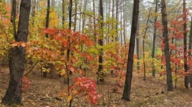 Sisli bir sabahta ormanda kırmızı meşe ve çam ağaçları