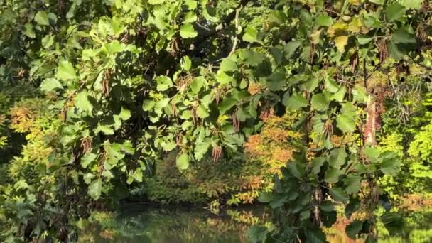 Alder Branch Green Leaves Dry Catkins Water — 图库视频影像