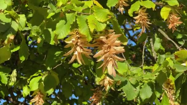 緑の葉と熟した種子のカトキンが付いたホルンビームの枝 — ストック動画