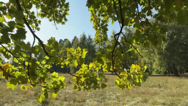 Ветки Тюльпана Зелеными Листьями Большой Поляне Подсветкой — стоковое видео