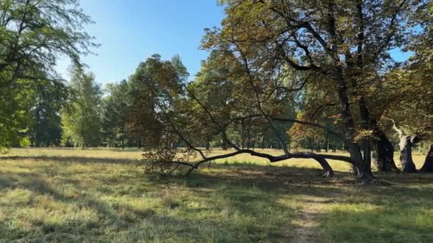 Grupa Drzew Pochylonymi Pniami Wśród Dużych Polan Parku — Wideo stockowe