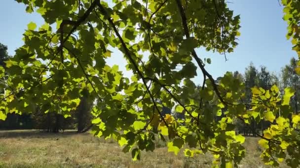 Ветки Тюльпана Зелеными Листьями Большой Поляне Подсветкой — стоковое видео