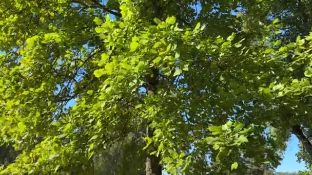Ветви Тюльпана Зелеными Листьями Большой Поляне — стоковое видео