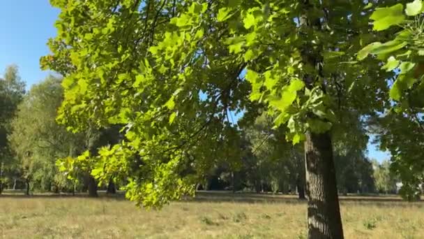 Tulipan Drzewa Gałęzie Zielonymi Liśćmi Przed Dużą Polaną — Wideo stockowe