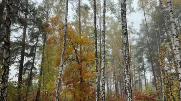 Fragmento Bétula Outono Floresta Pinheiros Manhã Nebulosa — Vídeo de Stock