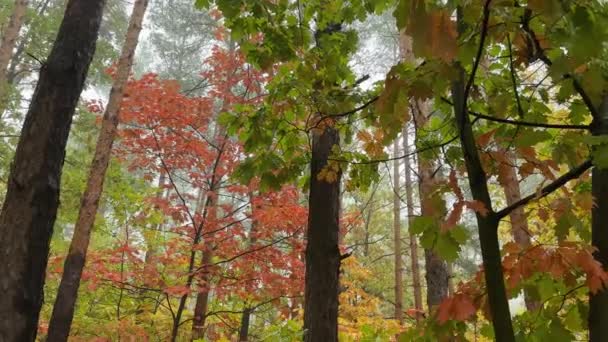Roteichen Und Kiefern Wald Nebligen Morgen — Stockvideo