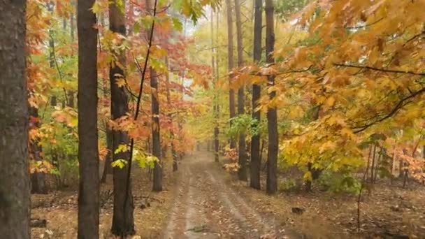 霧の朝の秋のオークと松の森の断片 — ストック動画