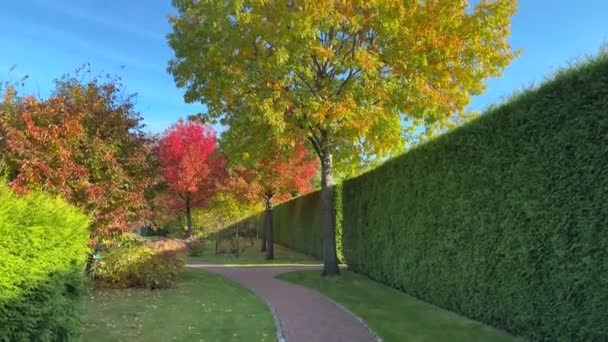 Rote Eiche Mit Herbstlich Bunten Blättern Park Gegen Den Himmel — Stockvideo