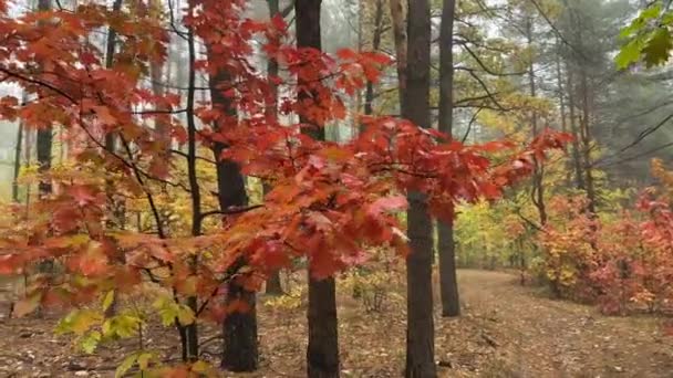 雾蒙蒙的早晨 红色的橡木与森林中的松树相映成趣 — 图库视频影像