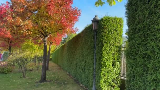 Zuckergummibäume Mit Herbstrotem Laub Park Gegen Den Himmel — Stockvideo