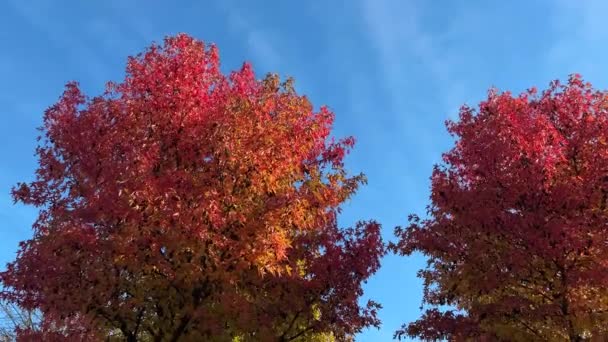 Duas Árvores Adoçante Com Folhas Outono Dia Ensolarado — Vídeo de Stock