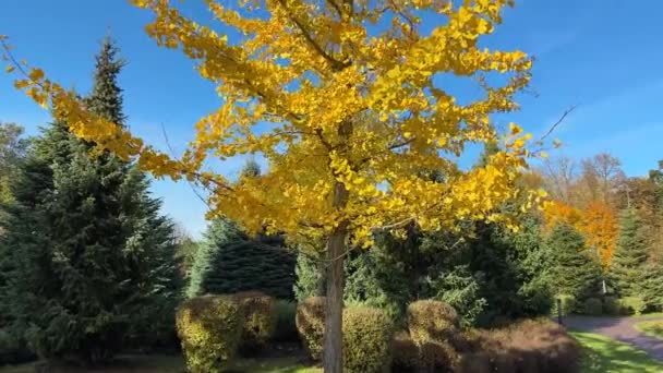 Ginkgo Biloba Drzewo Jesiennych Żółtych Liści Przed Niebem — Wideo stockowe