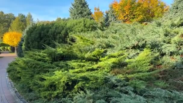 秋天阳光充足的公园里各种各样的常绿针叶树和灌木 — 图库视频影像