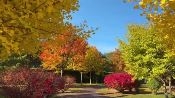 Κήπος Μονοπάτι Στο Πάρκο Ανάμεσα Φωτεινά Χρωματιστά Δέντρα Και Θάμνους — Αρχείο Βίντεο